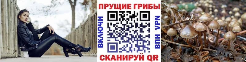 Псилоцибиновые грибы Psilocybine cubensis  Кирс 